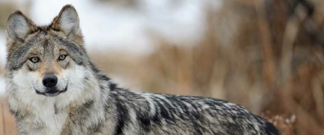 Wildlife For All Mexican wolf Mexican gray wolf