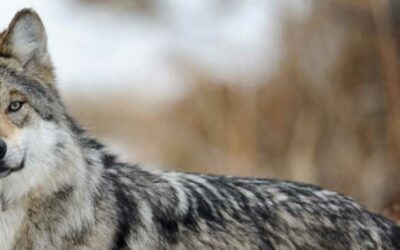 Trump Administration Allows Ranchers to Kill Endangered Mexican Wolf