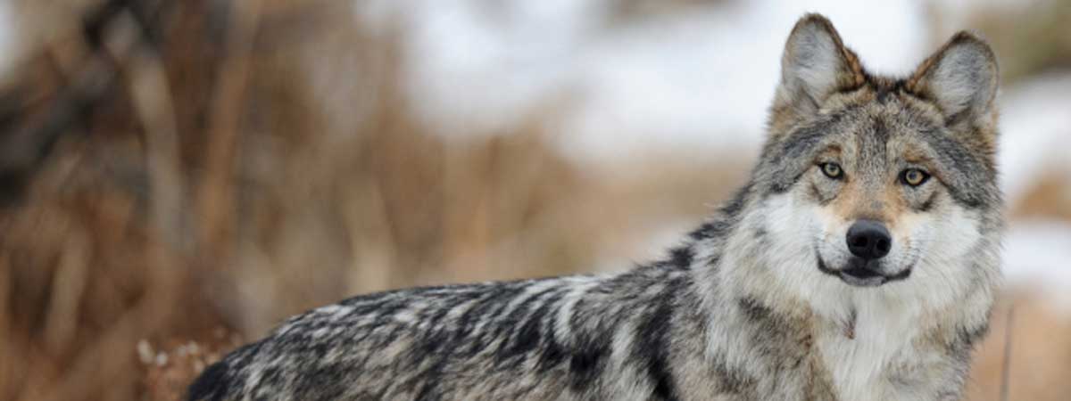 Mexican Gray Wolf