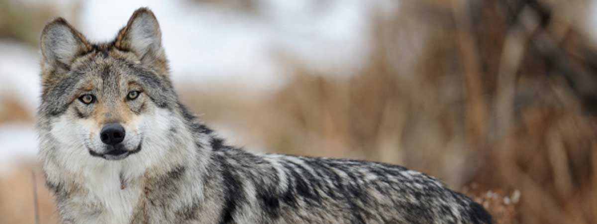 Wildlife For All Mexican wolf Mexican gray wolf