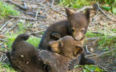 Stories from the Frontline: Debate over orphaned bear cubs illustrates differences between expectations of the public and state policies