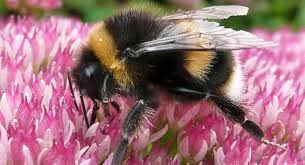 Four California Bumblebee species newly listed as endangered