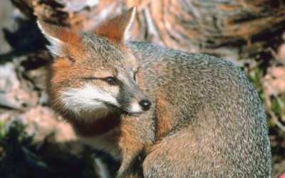 Stories from the Frontline: Las Vegas family fined more than $700 for freeing fox from trap UPDATED