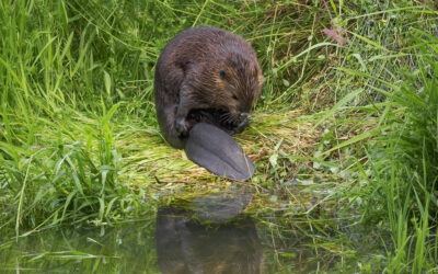 Roadblocks to good wildlife management: beavers could be the answer to flooding and drought issues caused by climate change