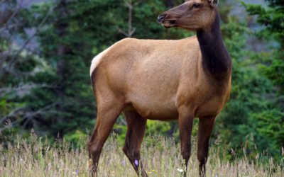 Editorial: Why does NM give elk-hunt permits to private landowners, fire commissioners who question the status quo?