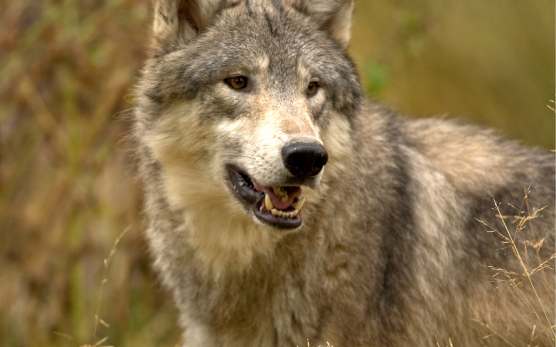 Letter To The Editor: Gov Gordon’s Praise Of Wyoming Wolf Management Is Wrong