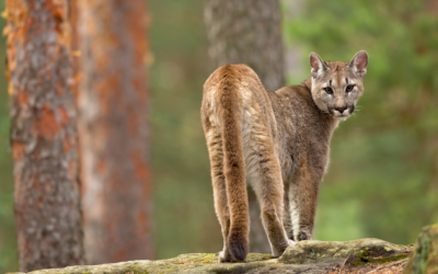Do cougars require killing?