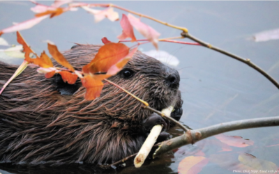 The Free Agent Beaver