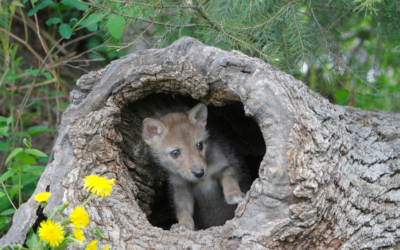 Webinar: Beyond Wildlife Policy to Social Justice: Rethinking Wildlife Management in the U.S.