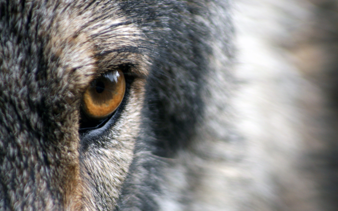 Don’t leave wolf hunting up to experts