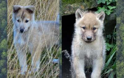 Montana killing generates moral outrage and casts spotlight on our speciesism