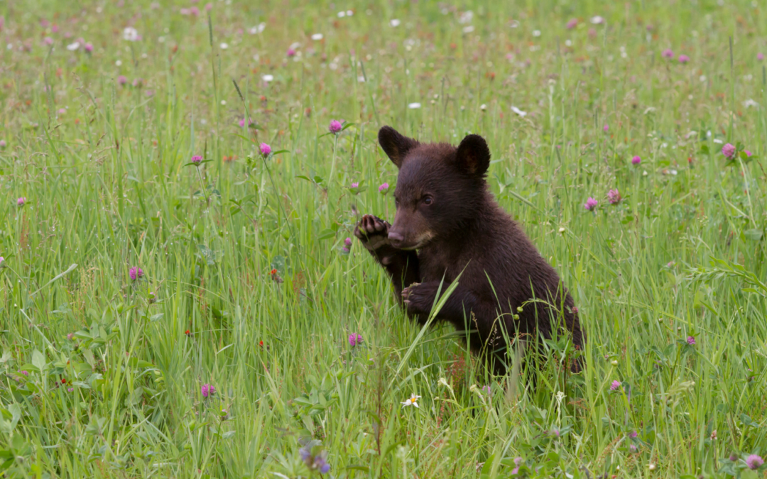 Press Release: Washington Fish and Wildlife Commission Votes to Permanently Eliminate Recreational Spring Bear Hunting