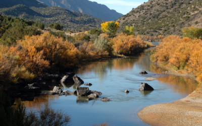 Hybrid striped bass introduced into Caballo Lake