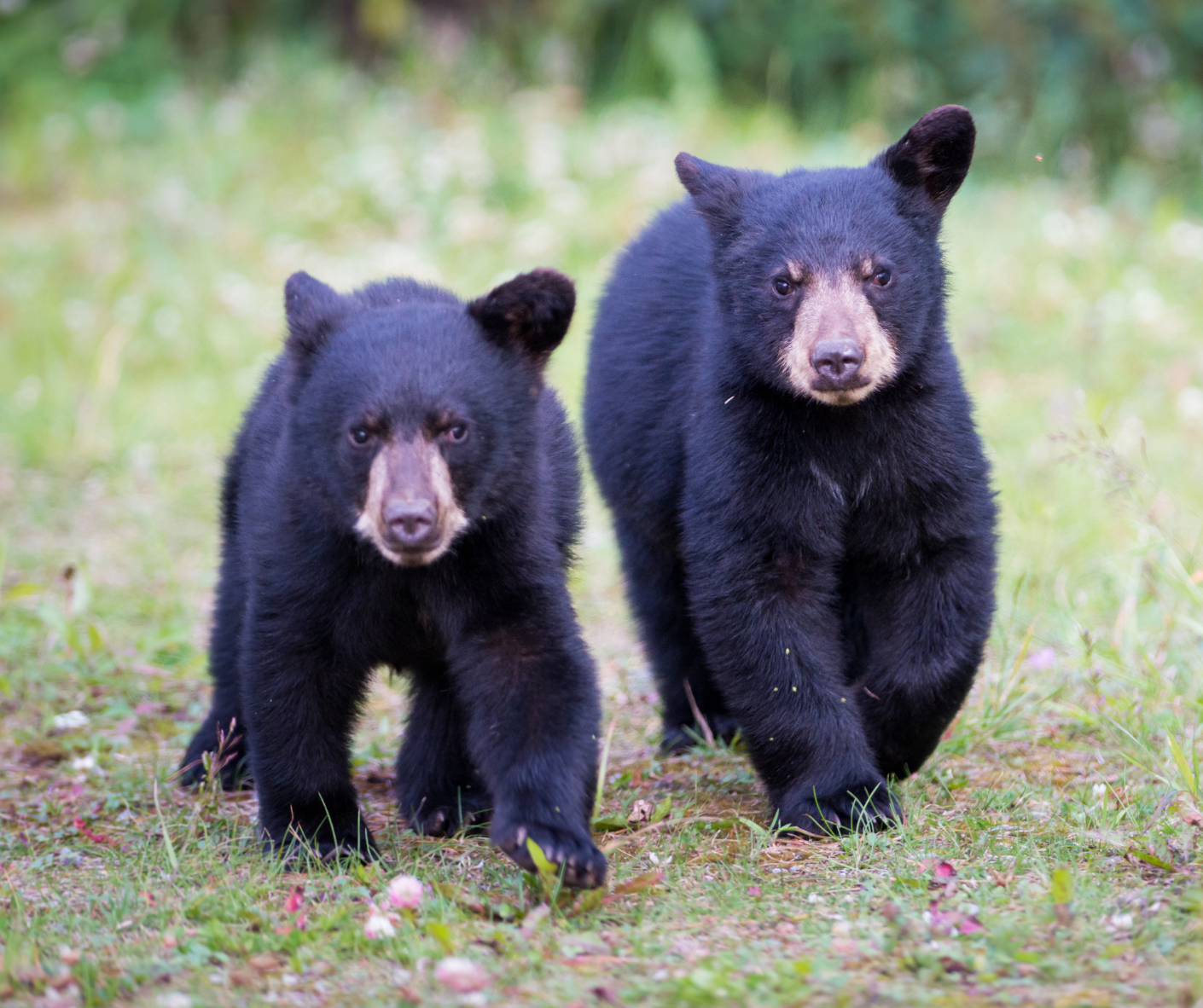 two black bear cubs