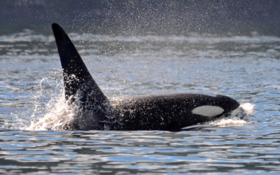 Port Townsend Washington recognizes rights of orcas