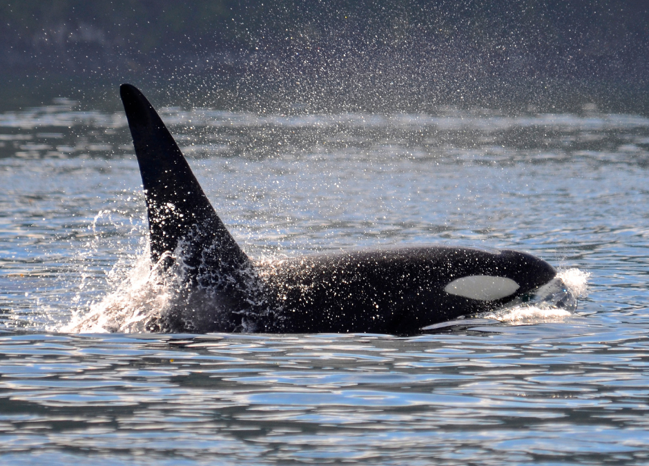 Port Townsend Washington recognizes rights of orcas