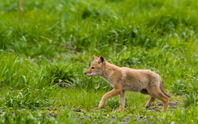 Court Upholds Michigan’s Shortened Coyote Season