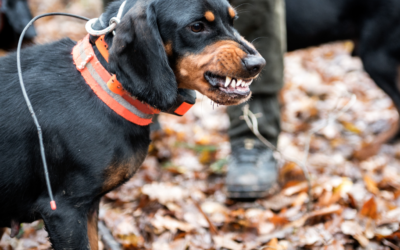 A Legislature Removing Sportsmanship, Democracy, and Soul of the People from the State
