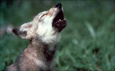 Sen. Baldwin’s ‘Midwest Gray Wolf Delisting’ Bill epitomizes abysmal wildlife policy