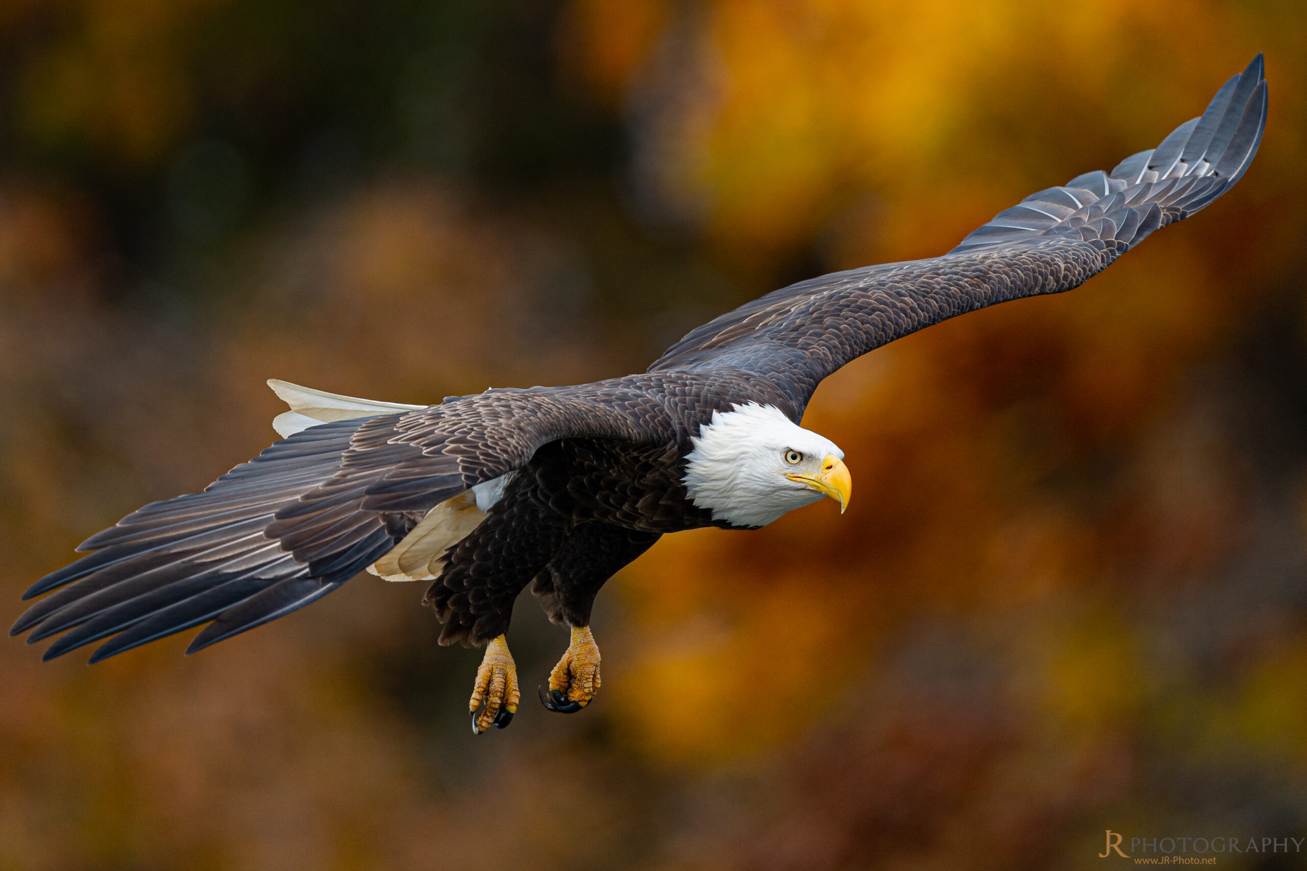 America the Beautiful Bald Eagle