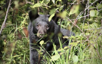 Unreliable population estimates are guiding Montana wolf and Florida black bear management