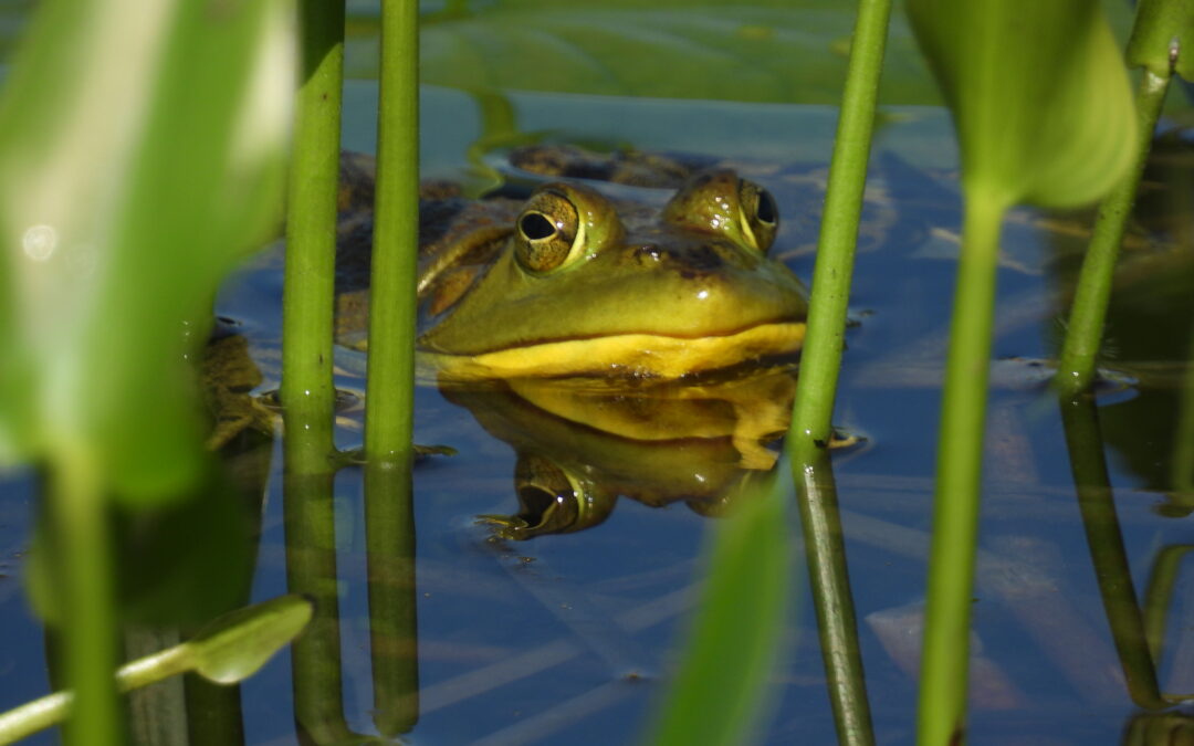 Vermont Protects Amphibians and Reptiles