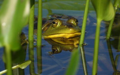 Vermont Protects Amphibians and Reptiles