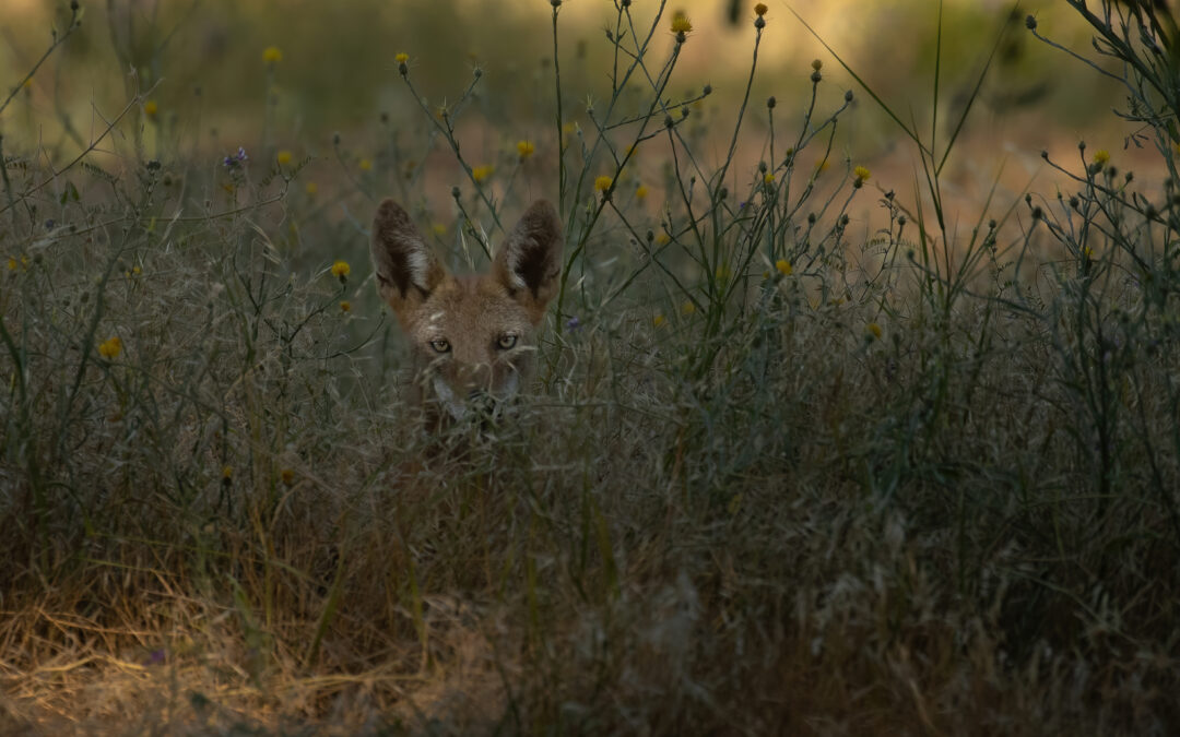 Coyote in thicket