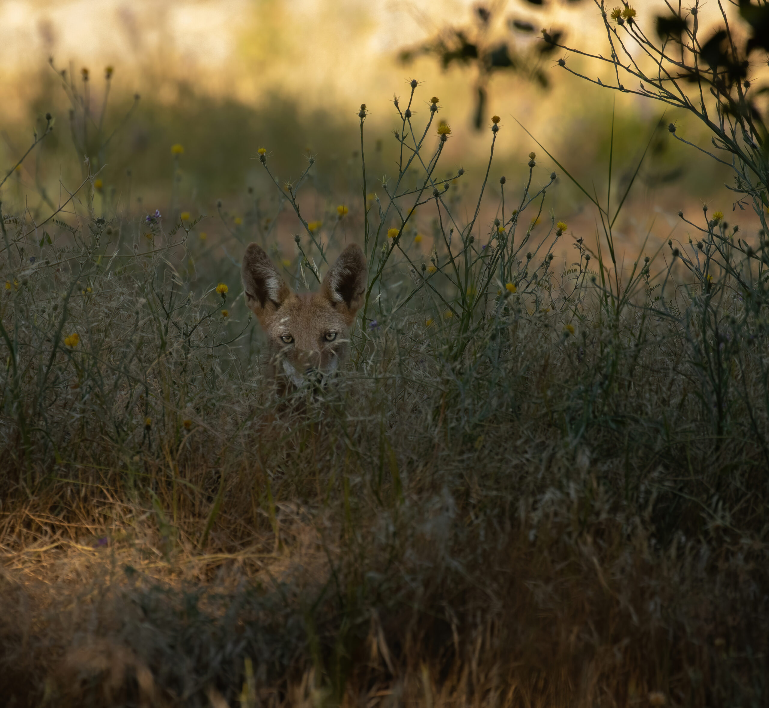 Coyote in thicket