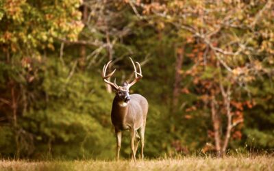 A Proposed VT Bill Would Add Nonhunters to the Fish and Wildlife Board
