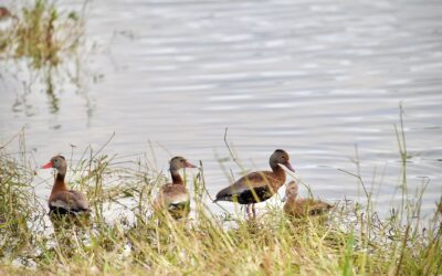 What Initiative 302 Could Mean for Local Wildlife Decisions and Public Safety
