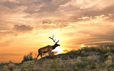 Idaho Fish and Game Commissioner Charged with Poaching Violations