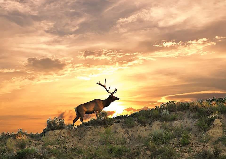 An Idaho Fish and Game commissioner has been charged with multiple misdemeanor wildlife violations including poaching a bull elk, according to court records.