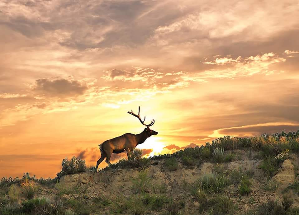 An Idaho Fish and Game commissioner has been charged with multiple misdemeanor wildlife violations including poaching a bull elk, according to court records.