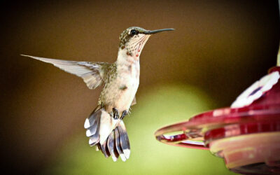 Conservation of What, Management for Whom