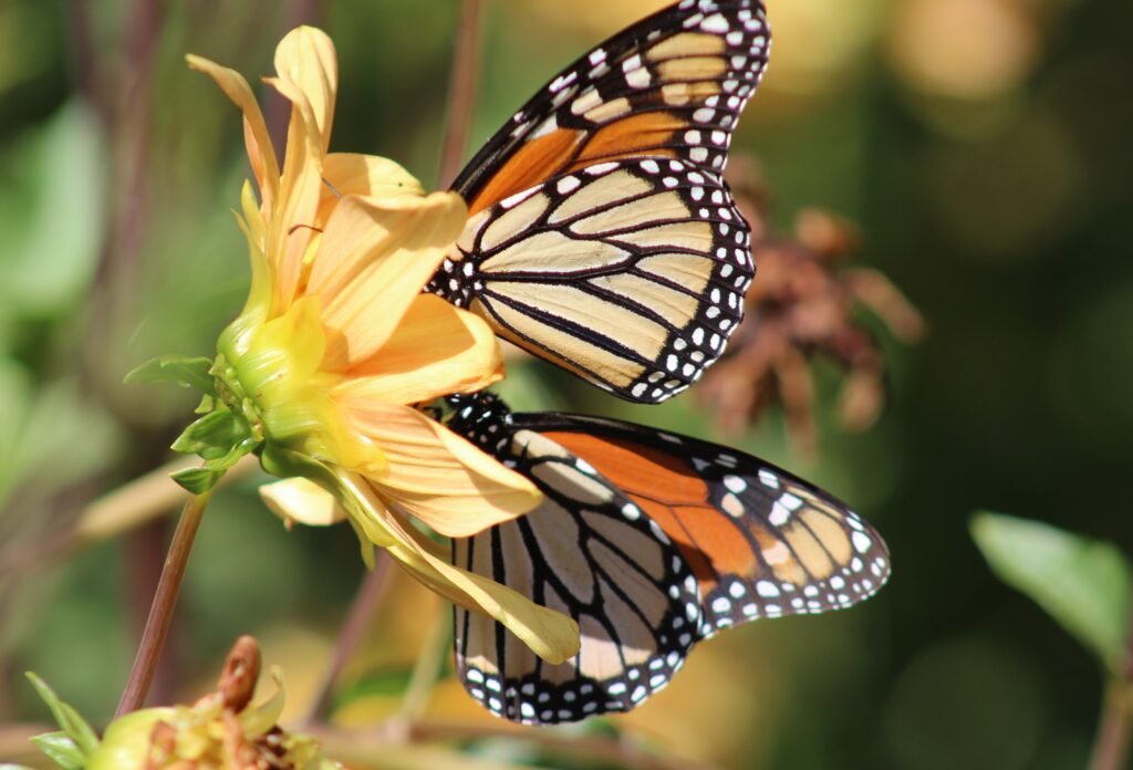 Take two actions: comment to protect monarch butterflies as endangered by Monday, May 19, and to protect the Endangered Species Act itself.