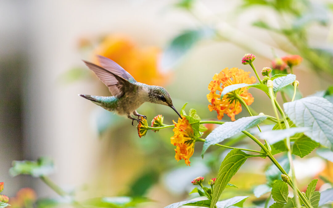 Statement on federal “open unless closed” policy as SGCN analysis shows wildlife decline.