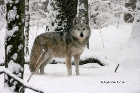 Wyoming Wolf Torture Incident Highlights Need to Drastically Reform