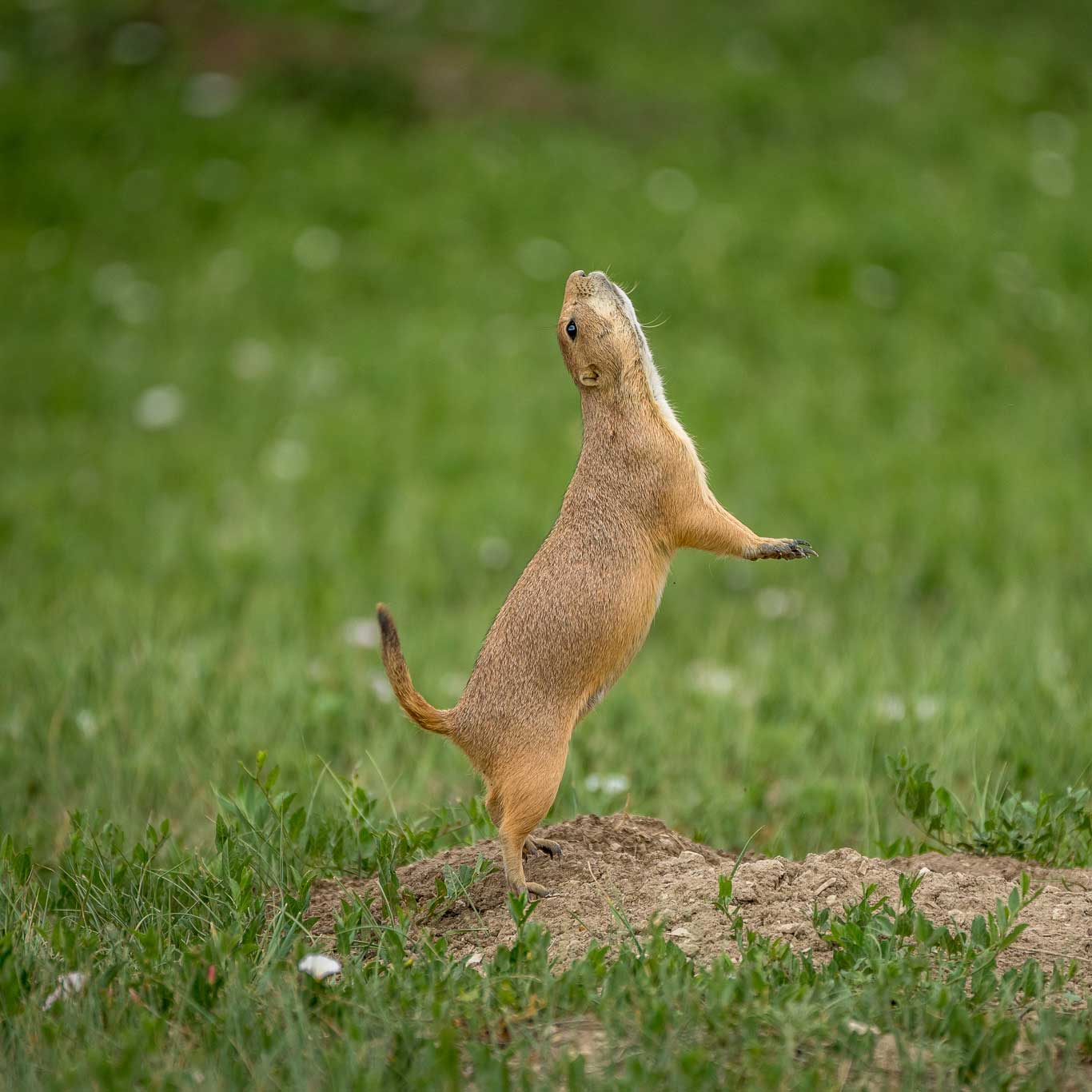 Prairie Dog. Photo by Kristen Hayes