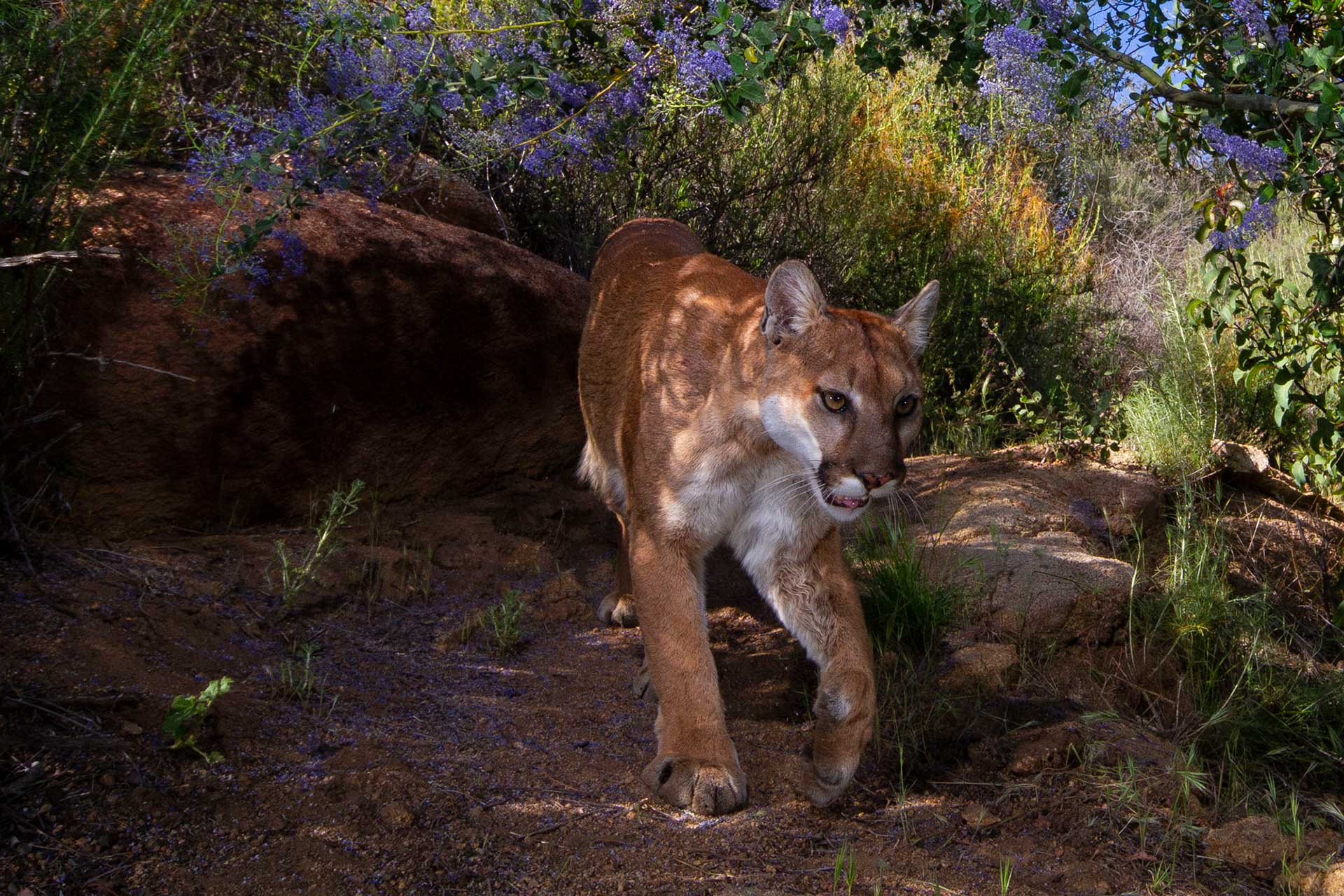 Do Carnivores Need To Be Managed?