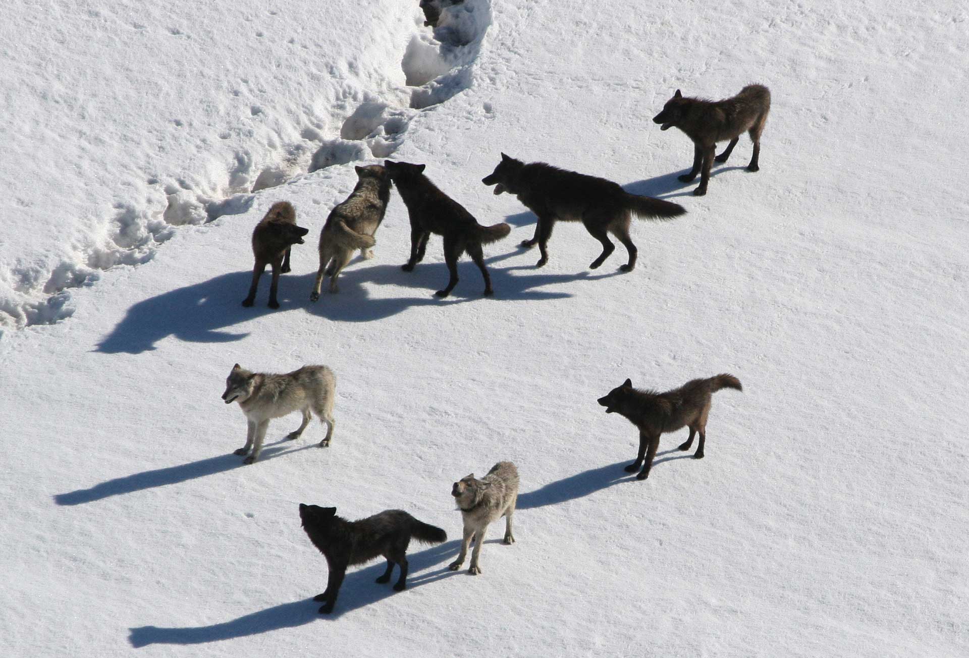 Do States Really Have Primary Jurisdiction Over Wildlife?