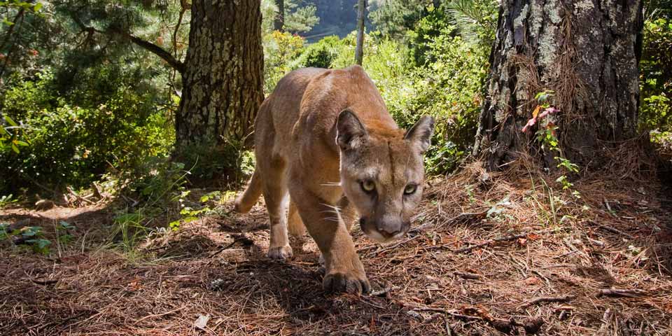 Replacing fear-based narratives with mountain lion coexistence