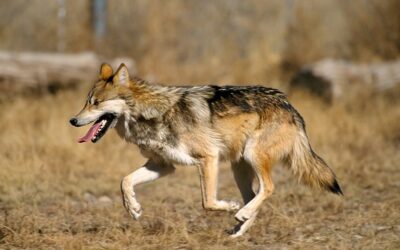 For Asha, Let Nature Takes Its Course