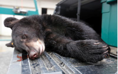 Stop next week’s bear hunt wildlife conservationists plead