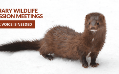 February Wildlife Commission Meetings