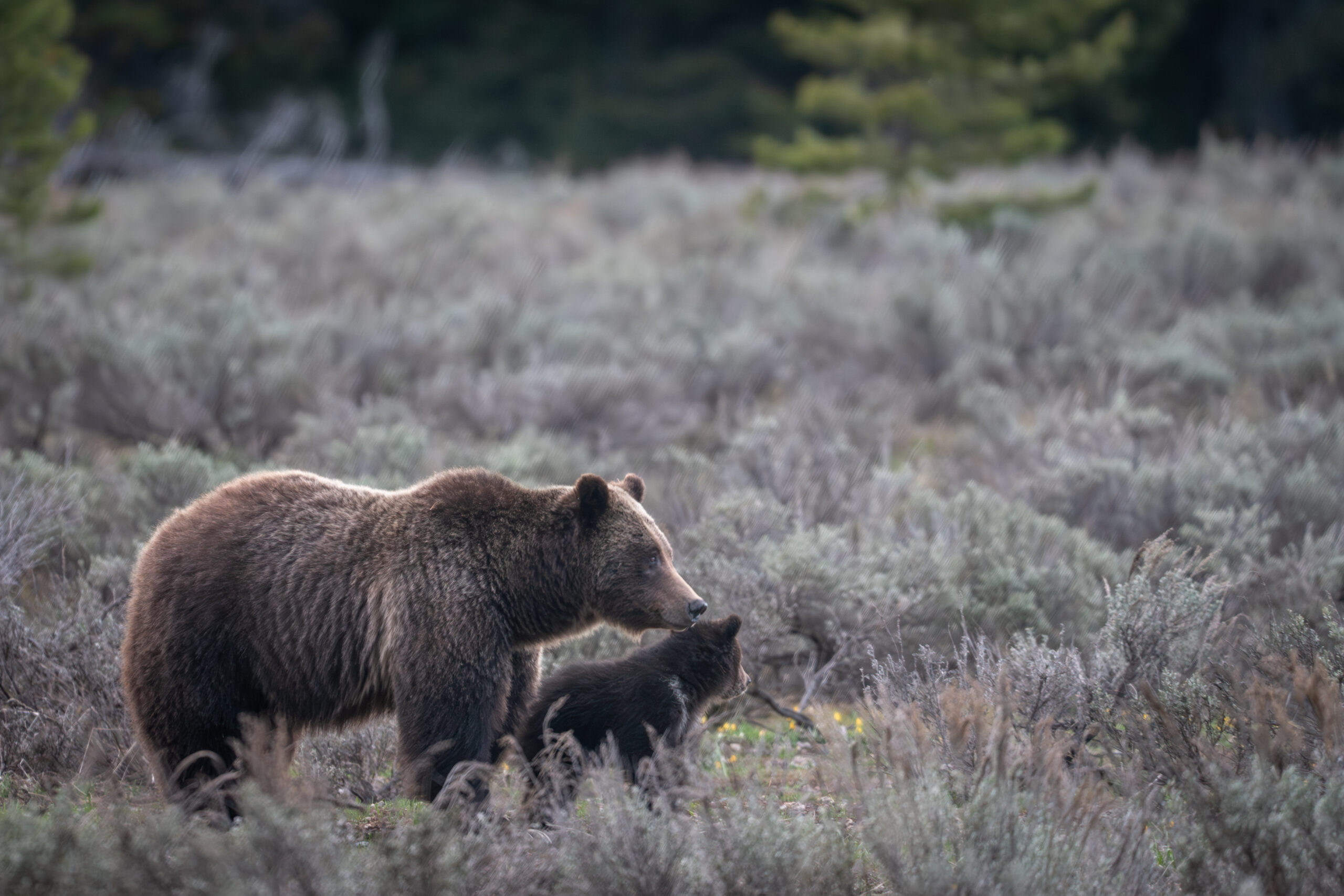Grizzly 399 staands in a sagebrush meadow with her very small and young 2023 cub tucked between her front legs. They are both facing right, looking out of the landscape.