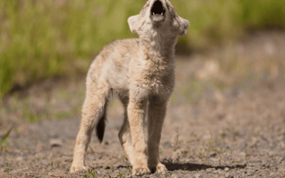 The Truth About Wildlife Killing Contests