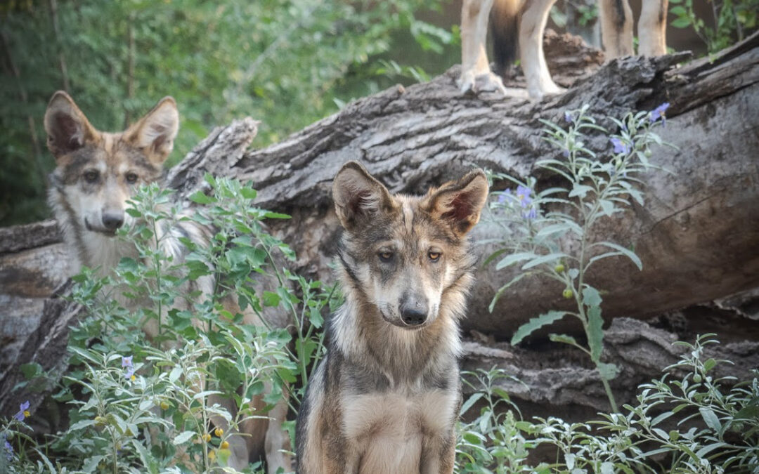 Mexican gray wolf pups born in May 2020 at the Albuquerque BioPark. Photo by ABQ Bio Park.