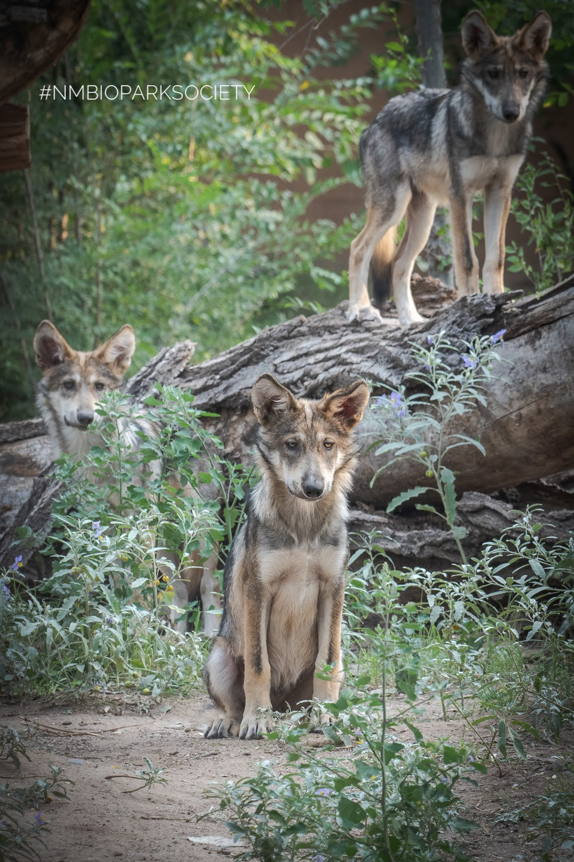 Mexican gray wolf pups born in May 2020 at the Albuquerque BioPark. Photo by ABQ Bio Park.