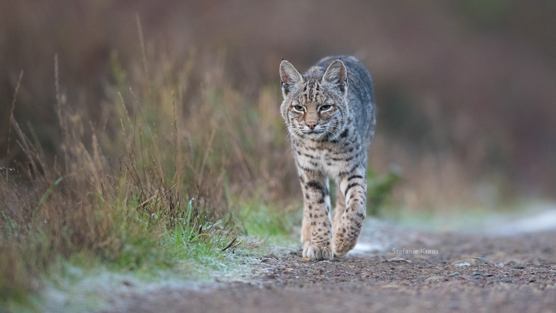 Marin County Bobcat. Bobcats are classified by state wildlife agencies as furbearers.